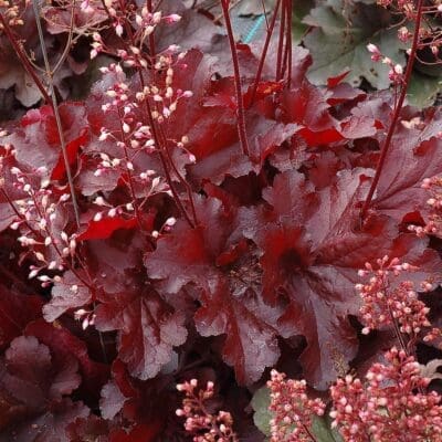 Forever Red Coral Bells