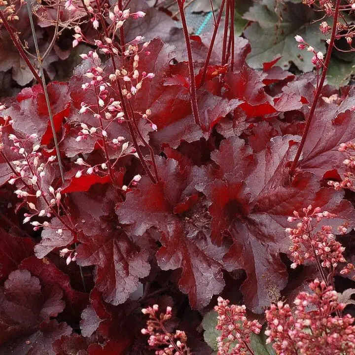 Forever Red Coral Bells