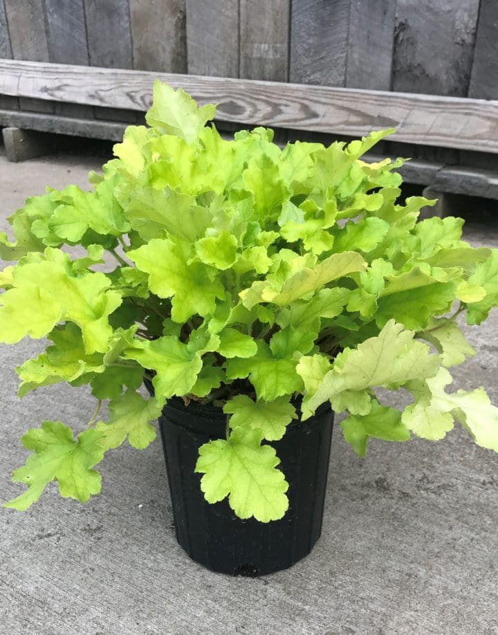 Lime Marmalade Coral Bells - Image 3