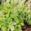 Heuchera Lime Rickey (Sun/Shade)