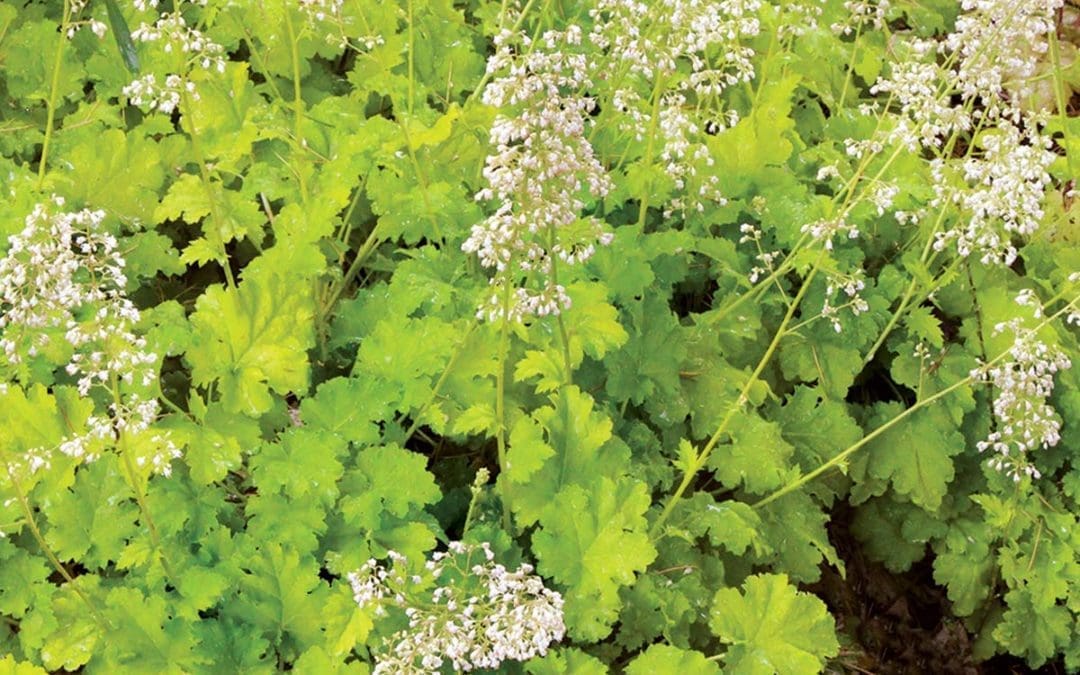 Lime Rickey Coral Bells