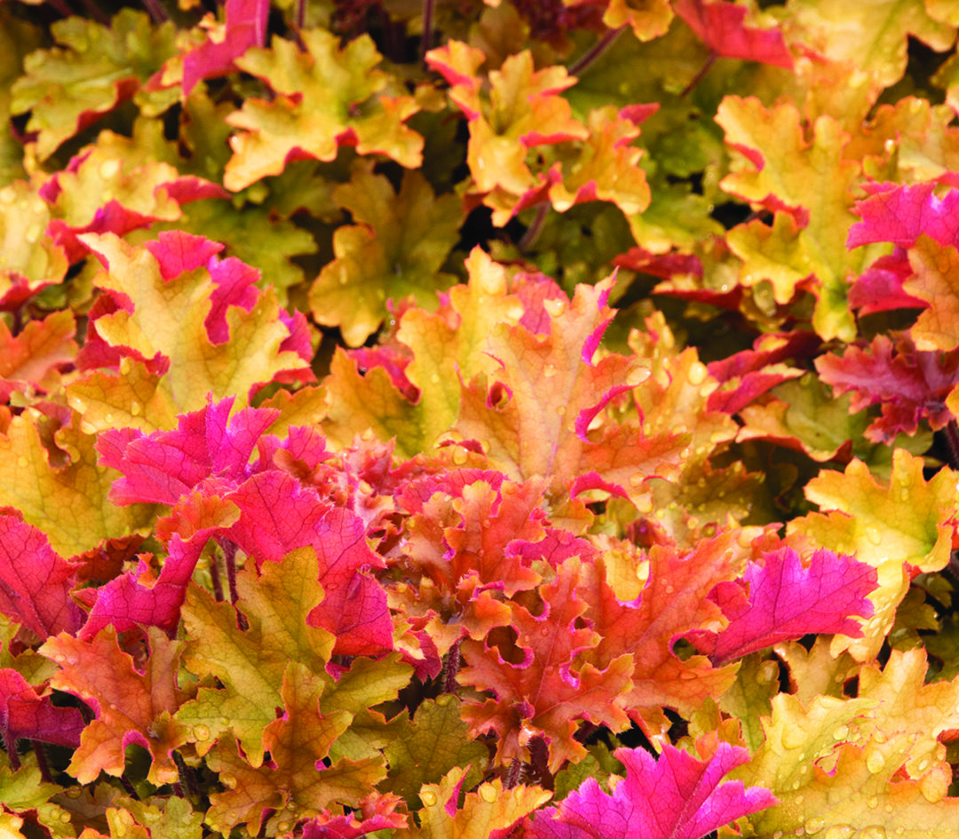 Marmalade Coral Bells Pahl's Market Apple Valley, MN