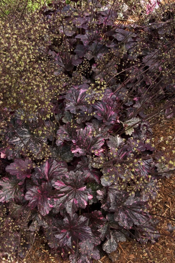 Midnight Rose Coral Bells - Image 3