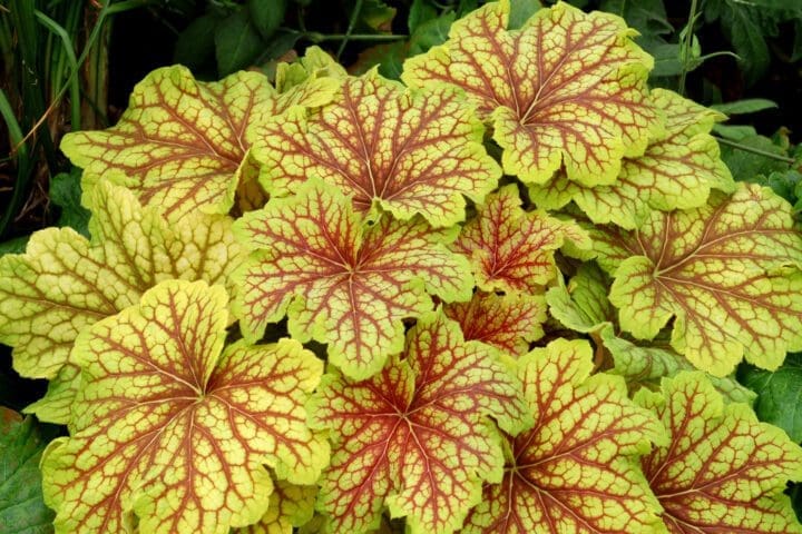 Red Lightning Coral Bells