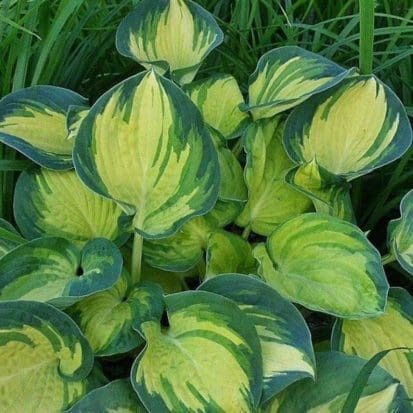 Blue Hawaii Hosta - Pahl's Market - Apple Valley, MN