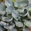 Big Daddy Hosta - Image 3