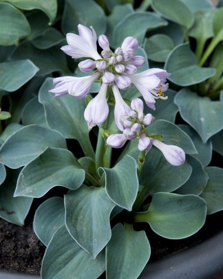 Blue Mouse Ears Hosta - Image 3