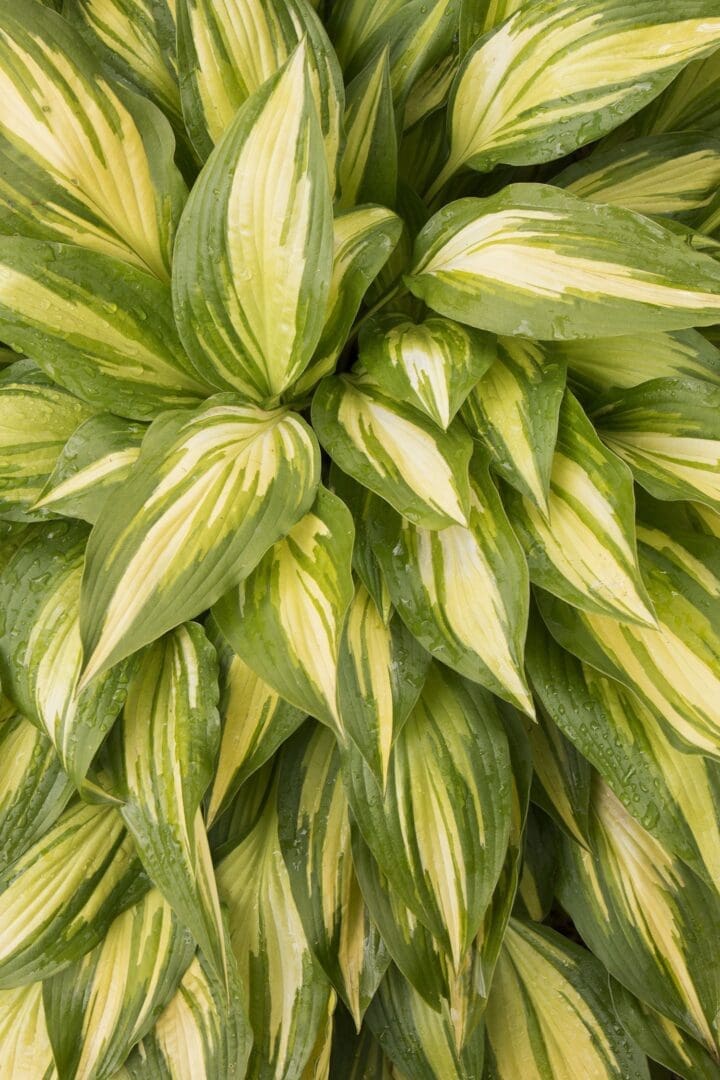 Cherry Berry Hosta