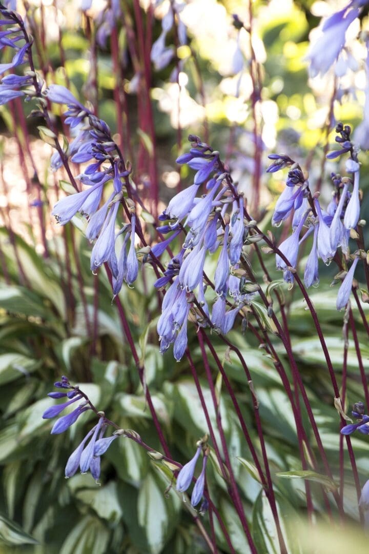 Cherry Berry Hosta - Image 2