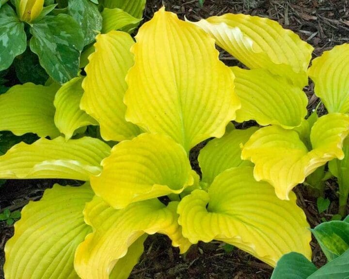 Dancing Queen Hosta
