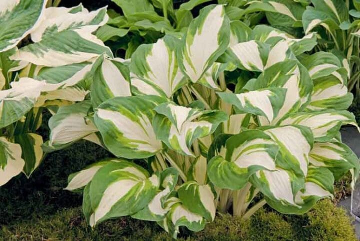 Enterprise Hosta - Image 2