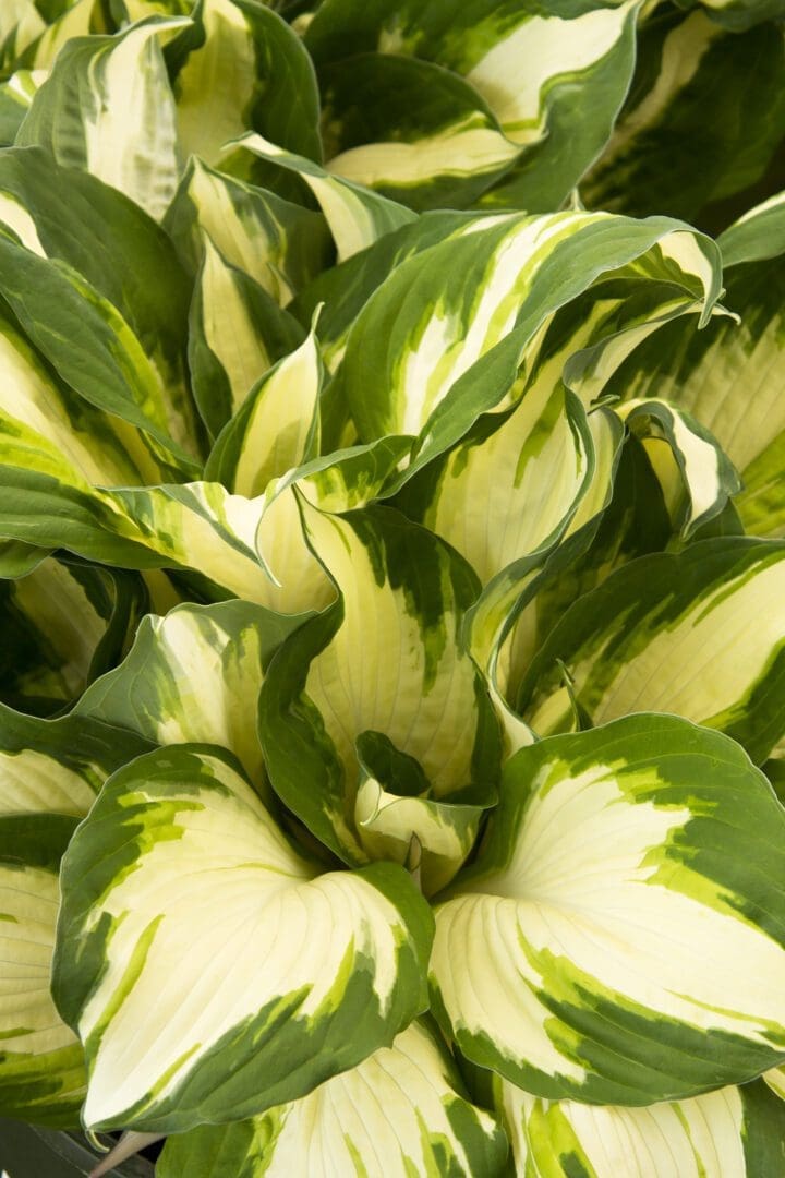 Enterprise Hosta - Image 3
