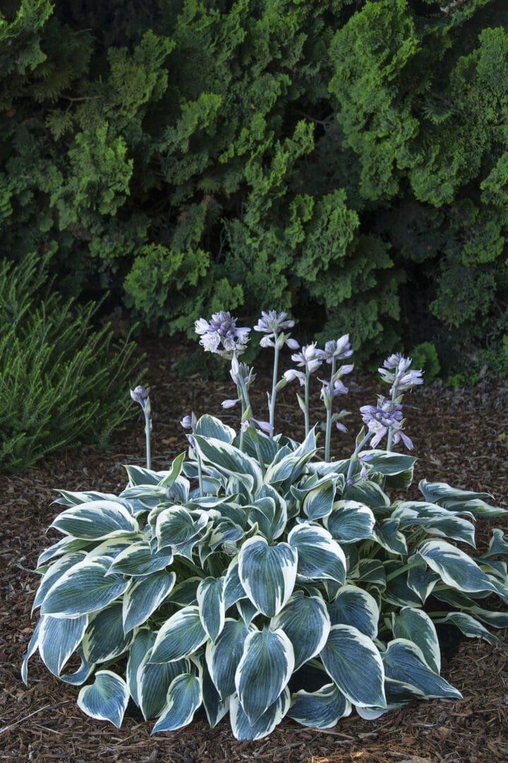 Frosty Ribbons Hosta - Image 2