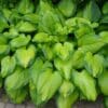Guacamole Hosta - Image 2