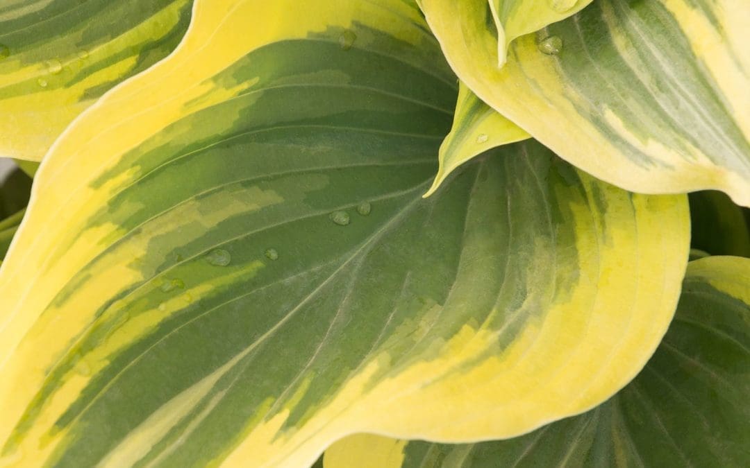 Liberty Hosta