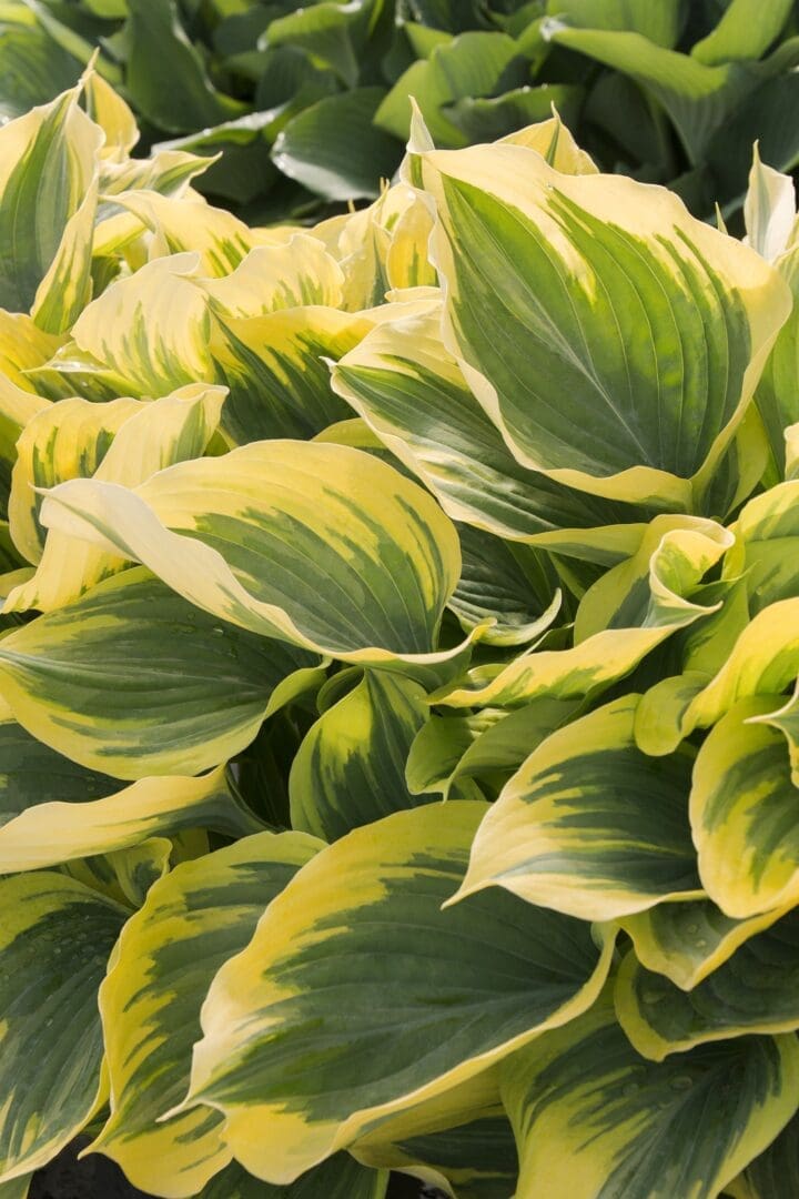 Liberty Hosta - Image 3