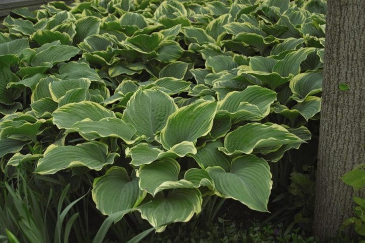 Sagae Hosta - Image 3
