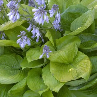 Sum and Substance Hosta