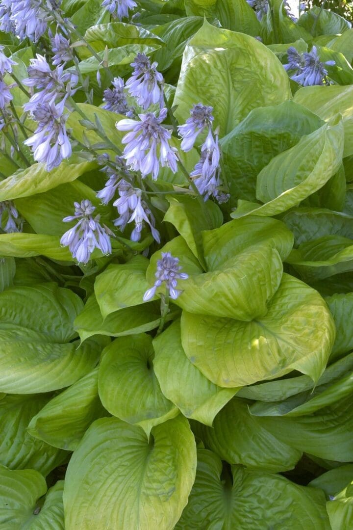 Sum and Substance Hosta
