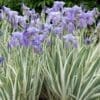 Albo Variegata Zebra Iris - Image 2