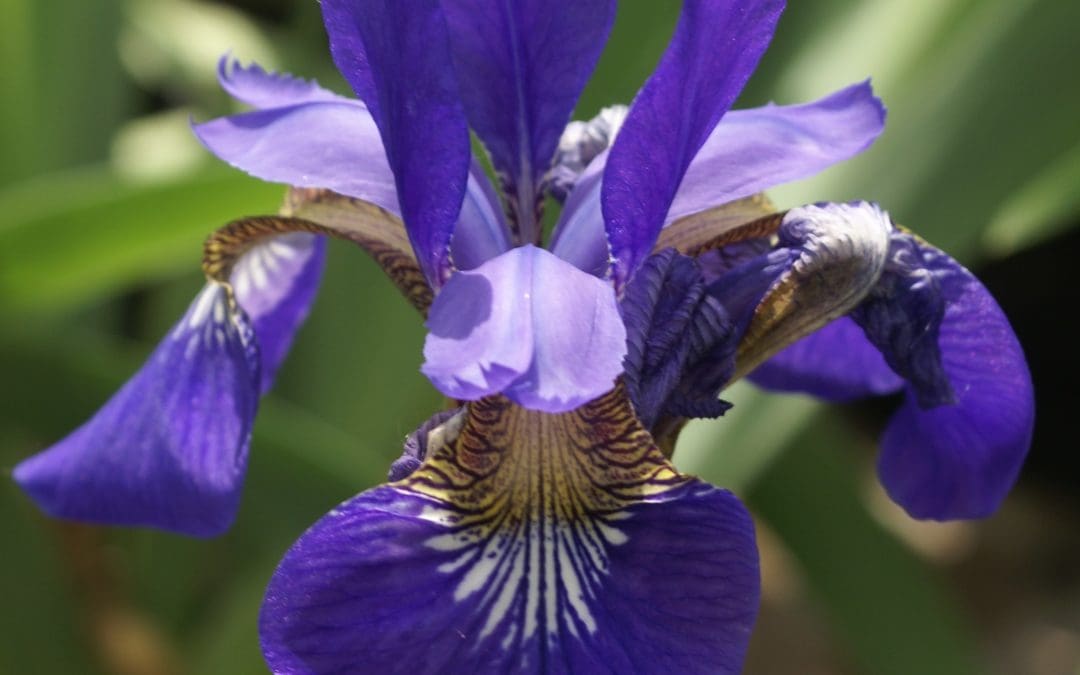 Caesars Brother Siberian Iris