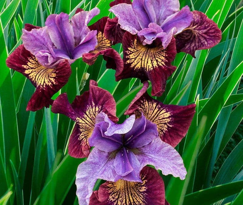 Peacock Butterfly Miss Apple Siberian Iris