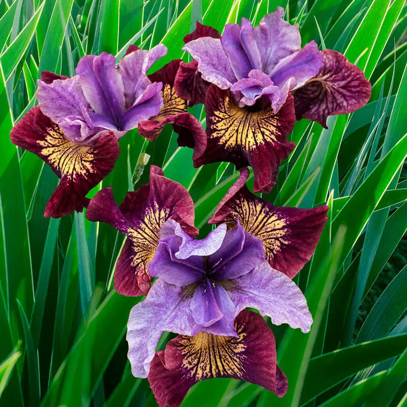 Miss Apple Siberian Iris