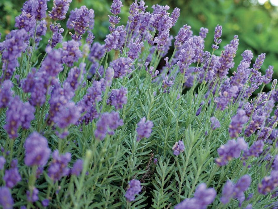 Phenomenal Lavender