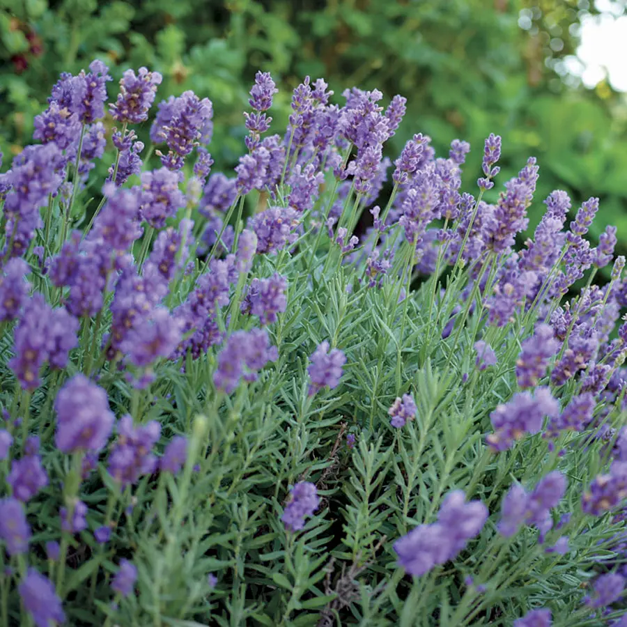 Perennial_Lavandula Phenomenal Lavender