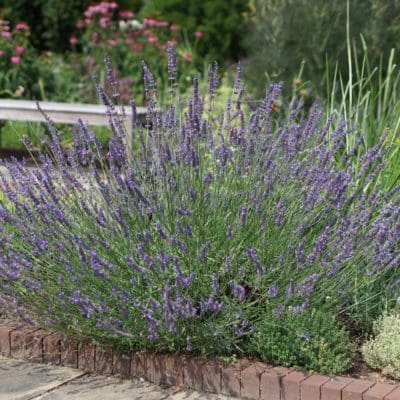 Perennial_Lavandula Phenomenal Lavender2