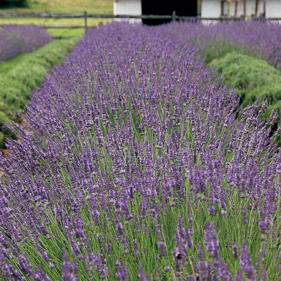 Perennial_Lavandula Phenomenal Lavender3