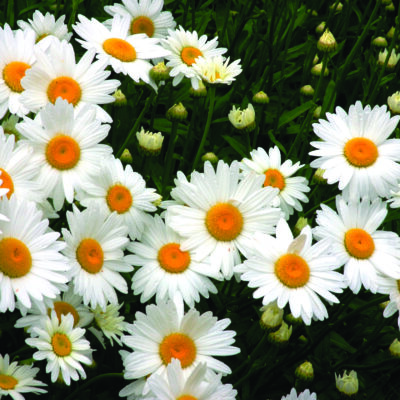 Becky Shasta Daisy