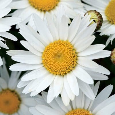 Madonna Shasta Daisy