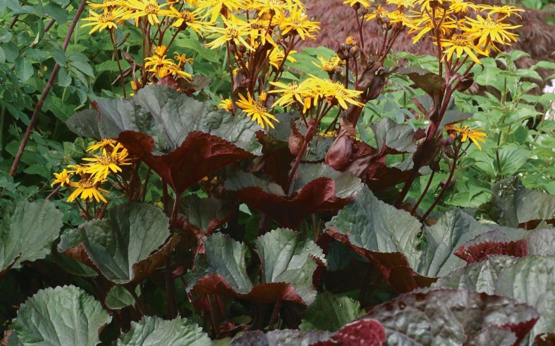 Brit Marie Crawford Ligularia