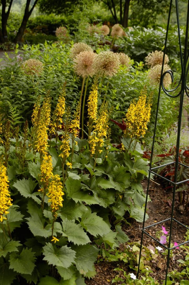 Little Rocket Ligularia - Image 3