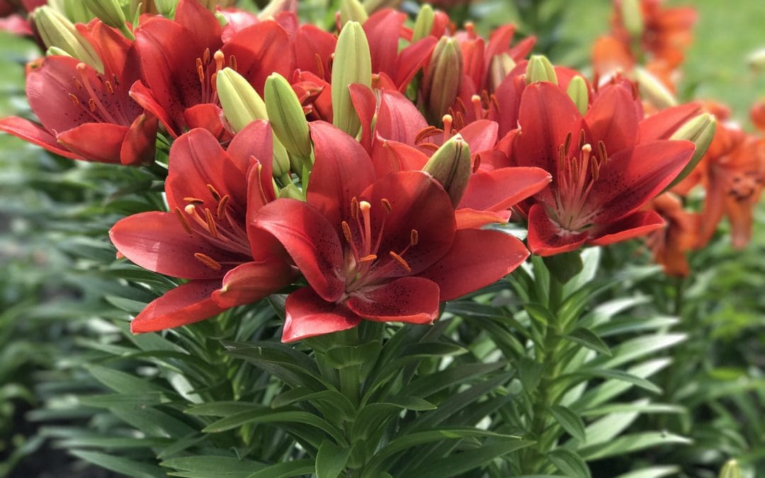 Summer Scarlet LA Hybrid Lily