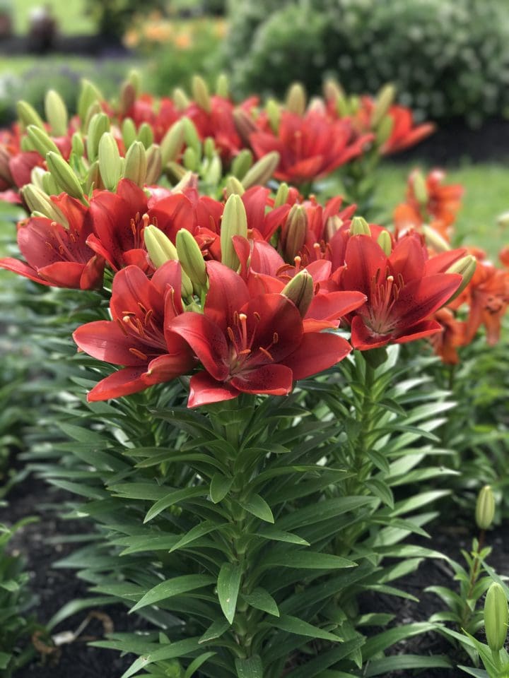 Summer Scarlet LA Hybrid Lily