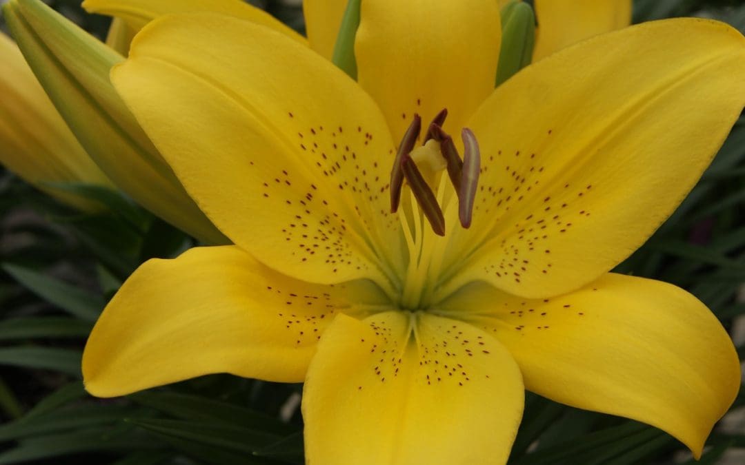 Summer Sun LA Hybrid Lily
