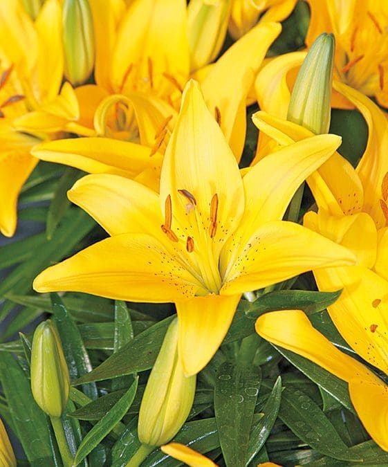 Tiny Bee Asiatic Lily