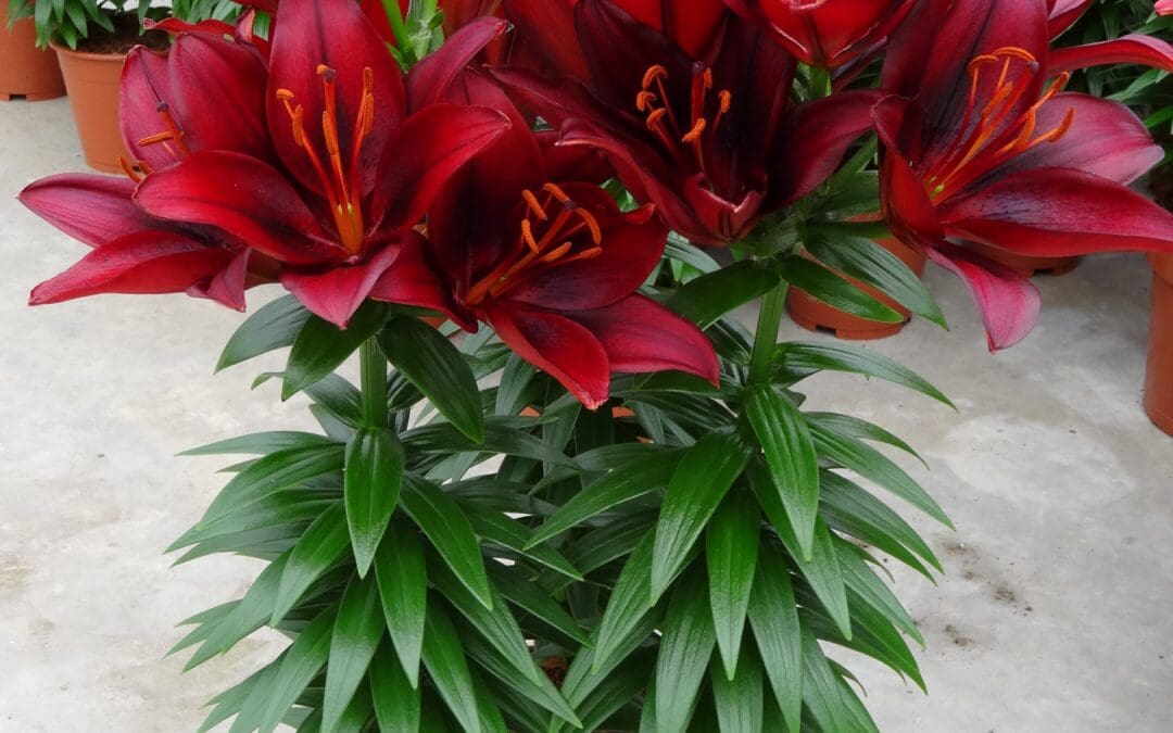 Tiny Rocket Asiatic Lily