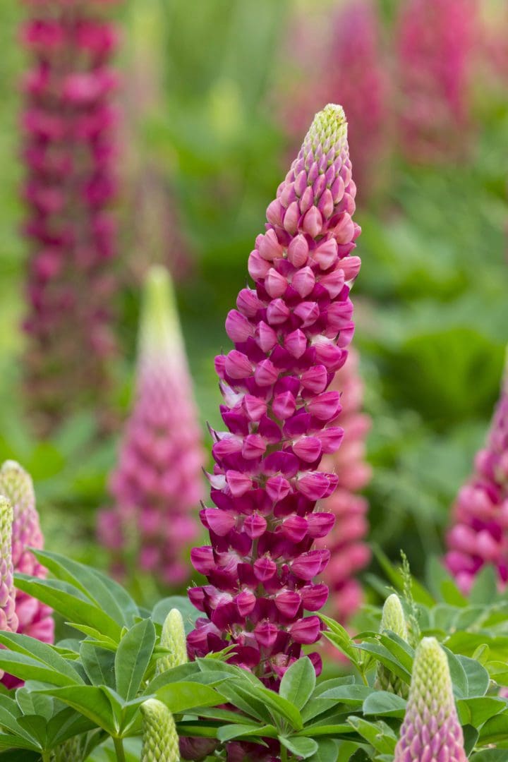 Gallery Red Lupine