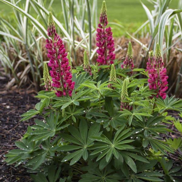 Perennial_Lupinus Gallery Red Lupine2