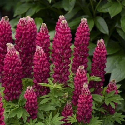 Perennial_Lupinus Gallery Red Lupine3