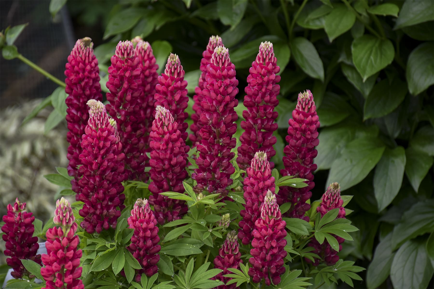 Perennial_Lupinus Gallery Red Lupine3