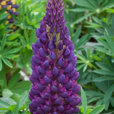 Perennial_Lupinus Staircase Blue Lupine
