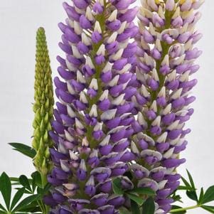 Perennial_Lupinus Staircase Blue Lupine2