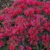 Sugar Buzz Cherry Pops Bee Balm