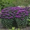 Sugar Buzz Rockin Raspberry Bee Balm - Image 2