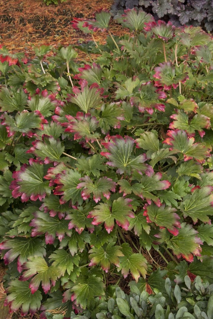 Red-Leafed Mukdenia - Image 3