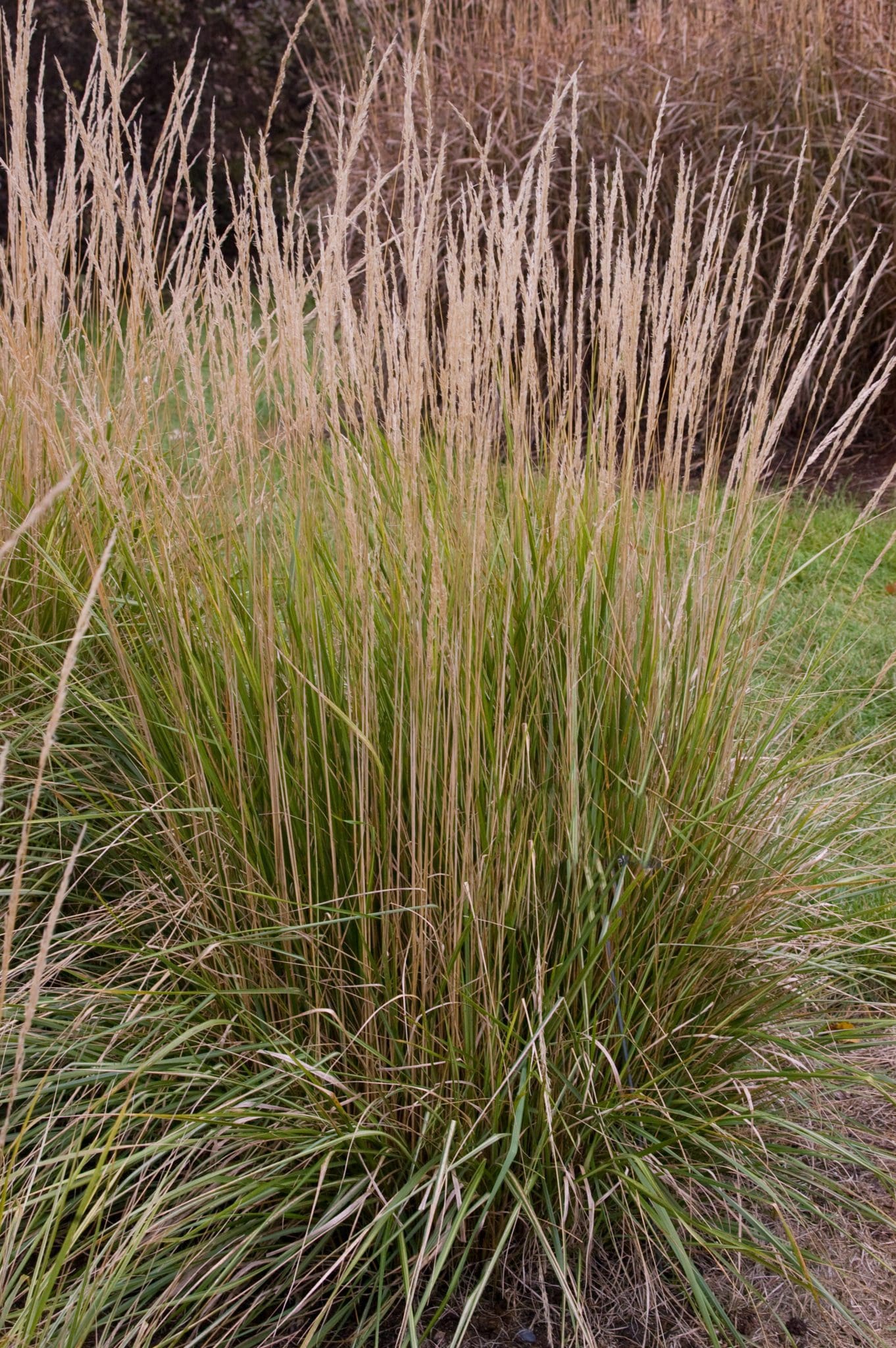 Avalanche Variegated Feather Reed Grass - Apple Valley, MN